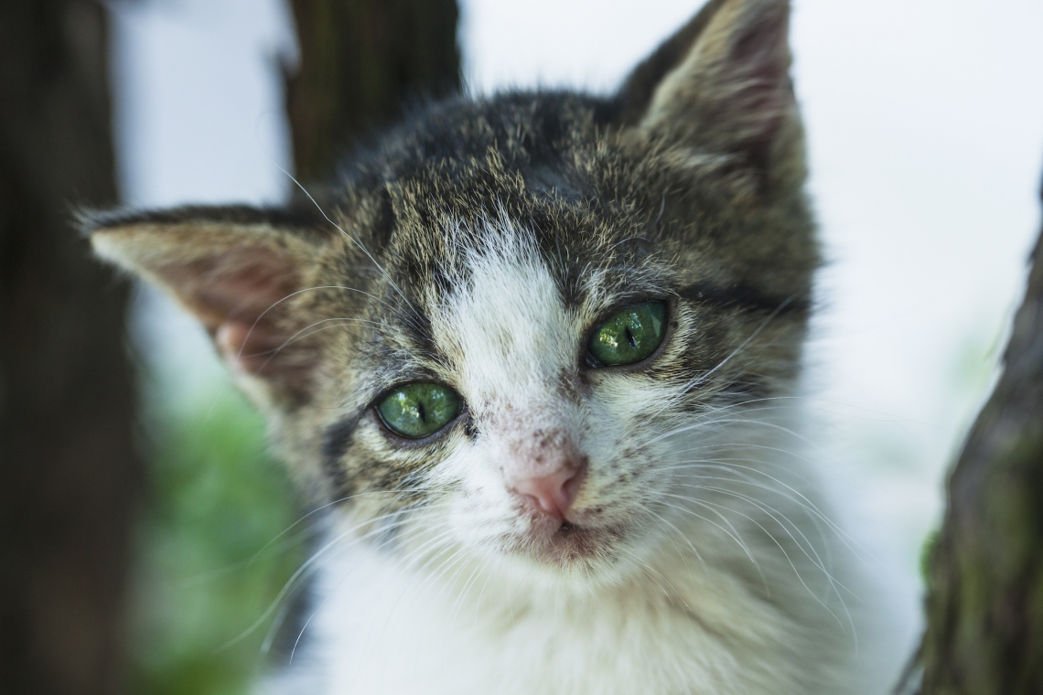 La panleucopenia felina: una malattia antica, ma ancora attuale